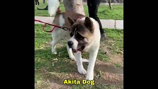 Akita Dog An intelligent Breeds youtubeshorts youtube ytshorts [upl. by Leakim]