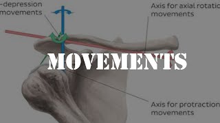 Movements of acromioclavicular joint [upl. by Koh20]