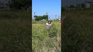 Causes of rice plant falling 😂🤣 Daily life of a couple couple short [upl. by Ssegrub]