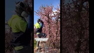 This how worker doing this there job done well shortsfeed pruning viralshorts fyp australia [upl. by Talyah323]