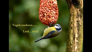 Hobos Vogels voederen leuk toch [upl. by Groos249]