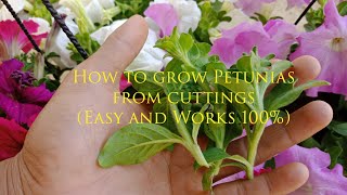 How To Grow Petunia From Cuttings  petunia propagation  petunia care [upl. by Nnagem]