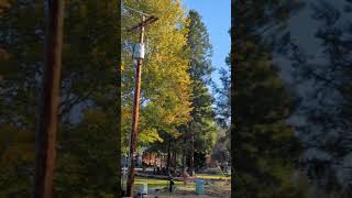 Fall Color in Sunriver [upl. by Atkinson]