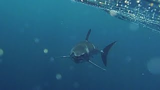 Mako Shark  Close encounter off Tampa bay [upl. by Eiro]