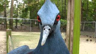 Victoria Crowned Pigeon Talking and Dancing [upl. by Lancaster]