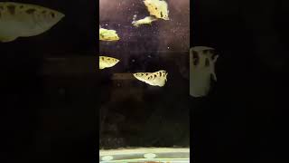 Banded archerfish archerfish youtube youtubeshorts viralvideo india instagram red black 111 [upl. by Manon198]