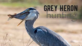 GREY HERON HUNTING Bird watching holidays on the Ebro Delta [upl. by Hacceber309]