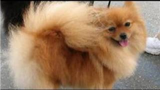 Dog Grooming  How to Groom a Pomeranian [upl. by Nydnarb528]