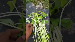 ត្រកួនសខ្ចីស្រួយៗwater convolvulusspinach [upl. by Nivlac]