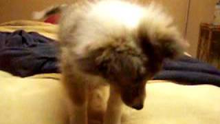 Sheltie puppy playing and barking [upl. by Flower]