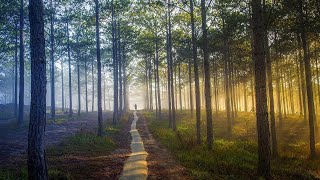 Healing Rain Sound  Sleep Study Focus Forest [upl. by Berkin]