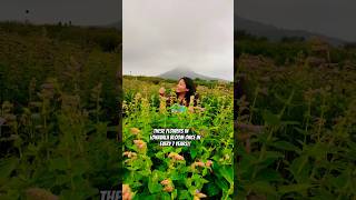 Did you know These beautiful STROBILANTHES KARVI FLOWERS bloom only ONCE in 7 years in 📍 LONAVALA [upl. by Stutman]