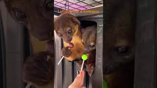 KINKAJOU EATS LOLLIPOP animals wildlife kinkajou lollipop [upl. by Navlys]