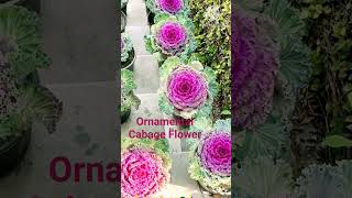 inshort Beautiful Ornamental Cabbage Flowers [upl. by Season]