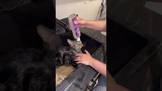 HOW TO REMOVE FLEAS FROM A CAT [upl. by Lleinad544]