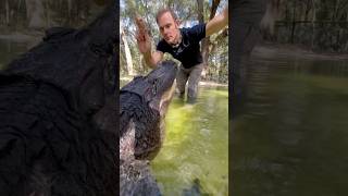 Gator training gator animal reptile [upl. by Rochemont]