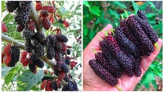 Lots of Mulberry harvesting [upl. by Arten]