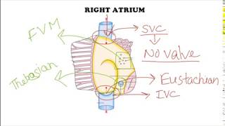 Heart  Apex Base Chambers Septum Conducting system Histology  Anatomy [upl. by Purity338]