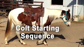 Colt Starting Sequence  Foundation Horse Training [upl. by Arraik]