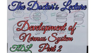 Development of Nervous System Part 2 [upl. by Anelak17]