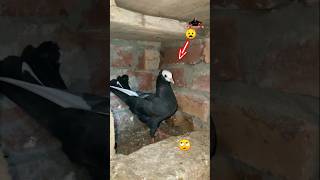 Kala kabootar Gouravne5ji pls subscribekabutor attitude bird [upl. by Burra366]