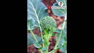 ब्रोकली की कटाई कब करे ।। Broccoli shortsfeed shorts [upl. by Richart894]