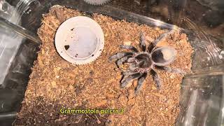 Feeding update Grammostola pulcra 🥳🥳🥳 [upl. by Emmer414]