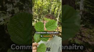 Comment reconnaître le noisetier 🌳noisetier arbres forêt naturecomestible plantessauvages [upl. by Niuq789]