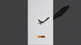 The Most Amazing Falcon Attacks Ever Caught on Camera bird falcon wildlife nature eagalattact [upl. by Alinna]