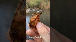 Stunning Musk Turtles turtle reptiles [upl. by Yebot]