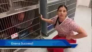 Veterinary Technician Training Handling a Fractious Cat [upl. by Dimphia]