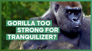 The Zoo Struggle To Knock Out Babatunde The Strong Gorilla  The Zoo [upl. by Nev]