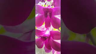 Orchid Flowersඕකිඩ් මල් orchid orchids orchidworld [upl. by Buskus]