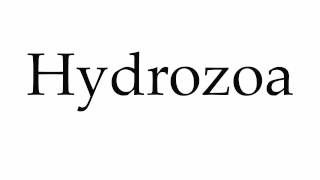 How to Pronounce Hydrozoa [upl. by Haelak]