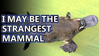 Platypus facts mammals that lay eggs  Animal Fact Files [upl. by Nelleoj]