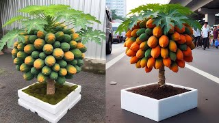 Great method super dwarf propagation air layering papaya trees [upl. by Agate855]