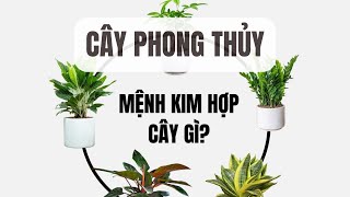 Cây Phong Thủy Người mệnh Kim thì hợp với cây gì Bếp Của Mẹ [upl. by Dlorad]