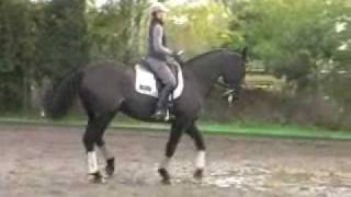 SOLD Grand Prix Dressage Horse SOLD [upl. by Akeihsal811]