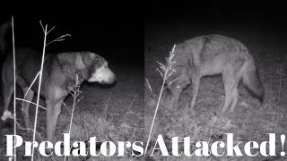 Coyote Attack Livestock Guardian Couldnt Stop This [upl. by Eralc]