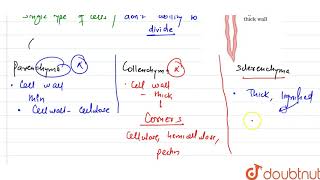 Which simple permanent tissue consists of long narrow cells with thick and lignified wall [upl. by Ardin]