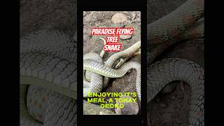 PARADISE FLYING TREE SNAKE KingCobra Banakon CobraTeam Duterte CobraPrince Cobra Prince Davao [upl. by Simonette]