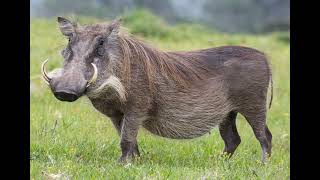 Common Warthog Sound Effects 🐗 🔊 [upl. by Newnorb]