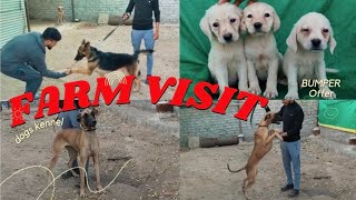 Universe of pets and FARM visit Dogs kennel Vloglabgerman shepherd🐕‍🦺beegle🐕petfarm Hydrabad [upl. by Norahs]