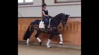 2014 Hanoverian dressage prospect interessting priced  wwwsporthorsesonlinecom [upl. by Aret]