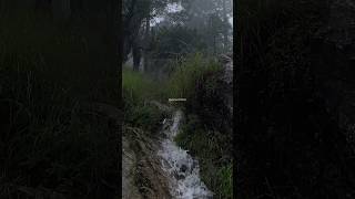 Hume Toh Sas Hi Yahi Pe Aati Hai ❤️ uttarakhand nature wildlife shortsfeed shortsviral yt [upl. by Osbourn836]