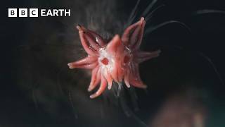 The Weird and Wonderful StarNosed Mole  4K UHD  Mammals  BBC Earth [upl. by Yauqaj]