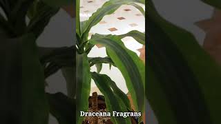 Corn Plant  Dracaena fragrans Massangeana shorts plants floweringplants [upl. by Comstock266]