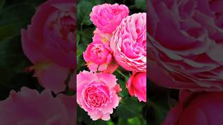 Rose Plant Growth Tips shots rose plants natural growth tips tamil video [upl. by Eirrehs360]