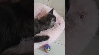 Kitten massage cat kitten mainecoonkitten cute catlover pets kitty love kittens cutecat [upl. by Assenej405]