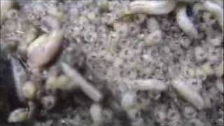 Maggots eating dead turtle Choi Sai Woo [upl. by Philip]